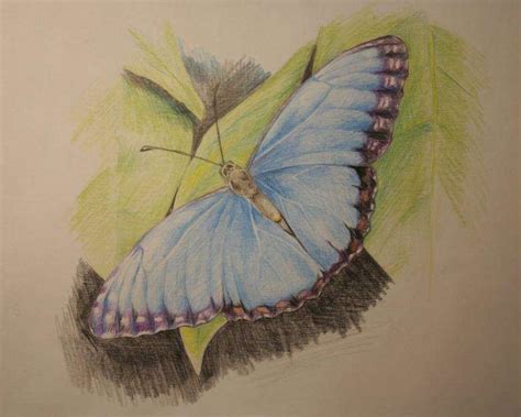 Как нарисовать бабочку поэтапно карандашом и акварельными красками