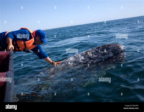 A Man Touches A Gray Whale In Ojo De Liebre Lagoon Near The Town Of Guerrero Negro In Mexico S