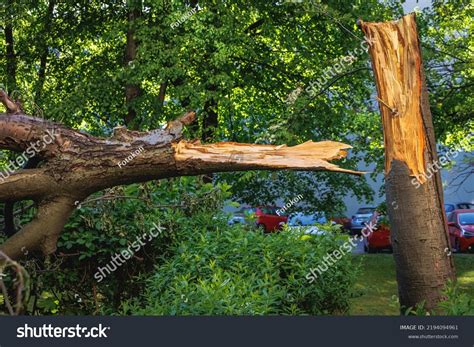 153364 Tree Broken Images Stock Photos And Vectors Shutterstock