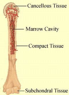 The national cancer institute states bone cancer accounts for less than 1 percent of all cancers in the united states. Bone Cancer - Sign and Symptoms - Your Health