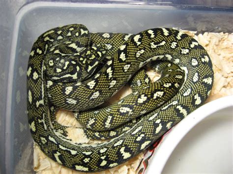 They are a slender, mostly arboreal python, and adults generally grow to a length of 5 to 7 feet. Diamond pythons (Morelia spilotes spilotes) at AAR