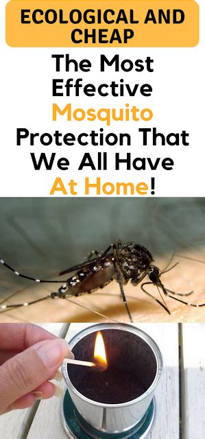 Ecological And Cheap The Most Effective Mosquito Protection That We