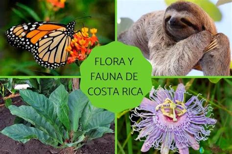 Flora And Fauna Of Costa Rica Characteristics And Examples