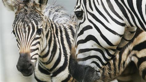Zebras Solving The Mystery Behind The Stripes