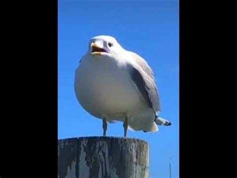 Screaming Seagull For Minutes Youtube