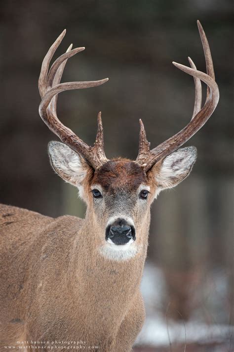 Professional Whitetail Deer Photography Matt Hansen Deer