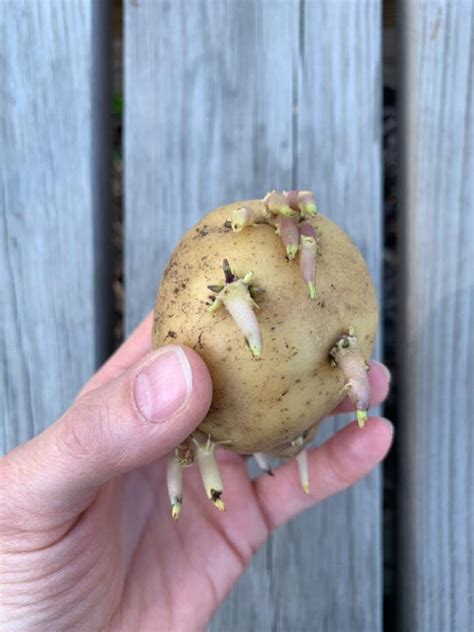 How To Plant A Sprouted Potato Mighty Mrs Super Easy Recipes