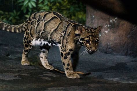Extinct Formosan Clouded Leopard Spotted In E Taiwan Earlier This