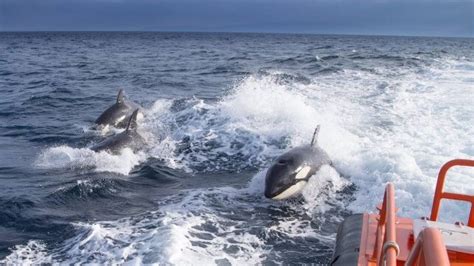 Sailboat Attacked And Disabled By Orcas In Strait Of Gibraltar