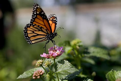 Monarch Butterfly Population Moves Closer To Extinction