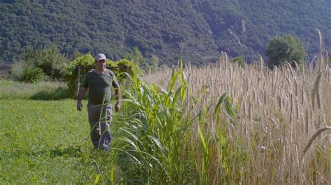 Sorge nella valle belbo, in una zona ricca di vigneti, i quali alimentano. Come si fanno i biscotti con i cereali antichi (segale e ...