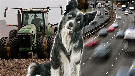 Rush Hour Chaos After Dog Drives Tractor Out Of Farmers Field And On
