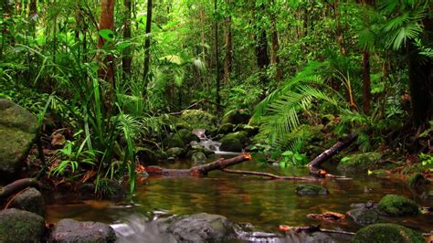 Calming Rainforest ~ Relax Music With Nature Sounds Youtube