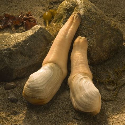 The Geoduck Pronounced Gooey Duck Is Native To The