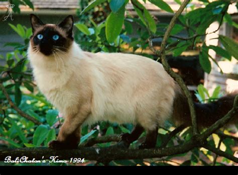 Azureys Cats Balinese Color Point Galleries