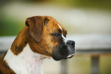 Learn About Thyroid Cancer In Dogs Petcure Oncology