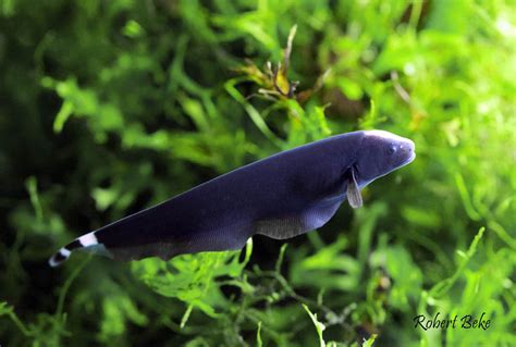 Black Ghost Knife Fish Everything About Fish