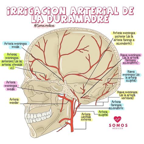 Irrigación Arterial De La Duramadre Anatomía Médica Anatomía De La