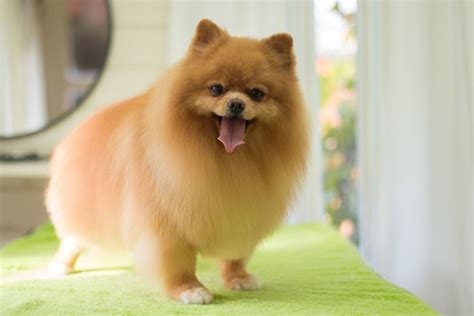 well-groomed-dog – Pooched Paws