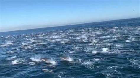 Stunning Dolphin ‘superpod Seen Racing Along California Coast Buy