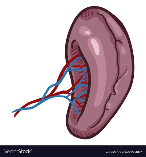 Cartoon Human Spleen Anatomical Organ Royalty Free Vector