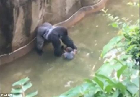 Cincinnati Zoo Caretaker Laments Killing Of Harambe The Gorilla Daily