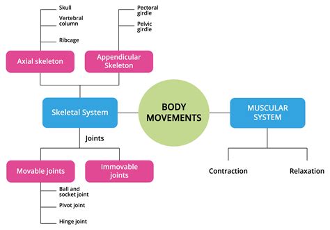 Mind Map For The Topic Skeletal And Muscular System Of Humans Lesson