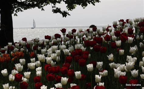 Tulip Festival In Morges Tulip Festival Tulips Festival