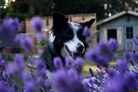 Download Cute Purple Dog Wallpaper