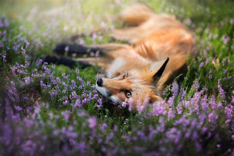 Fox Purple Flower Wildlife Wallpaper Resolution2048x1365 Id