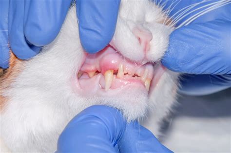 Cat Mouth Cancer Detection And Treatment Of This Feline Health Issue