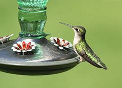 Many commercial oriole nectars also use orange dye to help attract the birds. Hummingbird Feeder Ratio Sugar Water