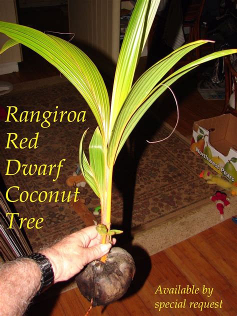 Polynesian Produce Stand ~red Tahiti Rangiroa~ Rare Dwarf Coconut 2 3