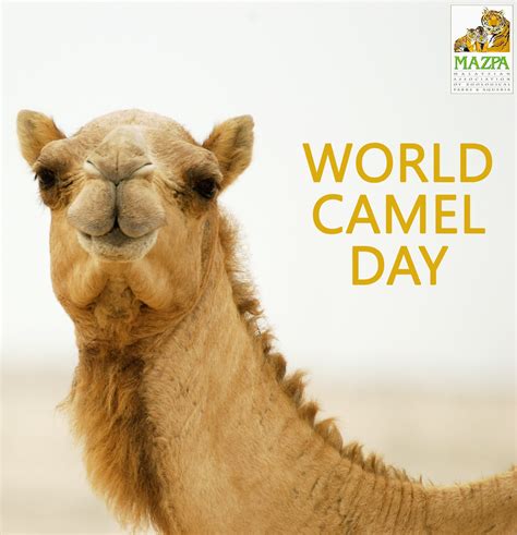 World Camel Day June 22 Camels Can Easily Carry An Extra 200 Pounds