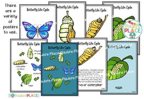 Paula S Place Teaching Resources Butterfly Life Cycle