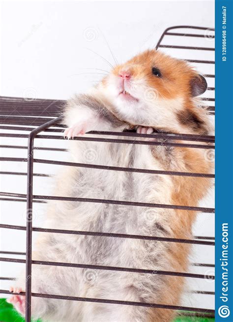 Syrian Hamster Trying To Escape From The Cage Stock Photo Image Of