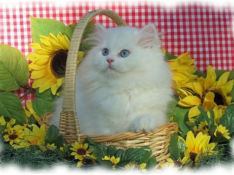 White Persian Cat Wallpapers ~ Free Hd Desktop Wallpapers