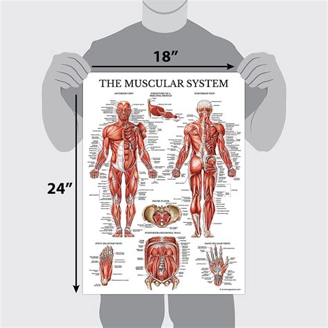 Buy Palace Learning 3 Pack Muscle Skeleton Nervous System Anatomy
