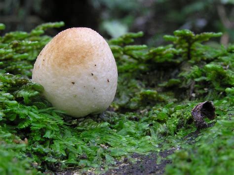 Fileegg Shaped Mushroom Wikimedia Commons