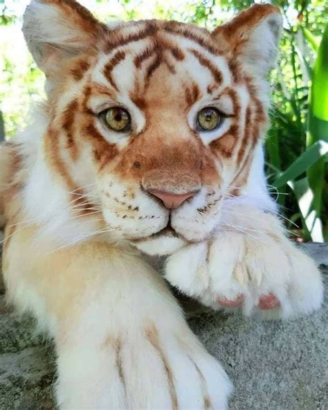 Beautiful Baby Tiger Fotos De Animais Selvagens Gatos Selvagens