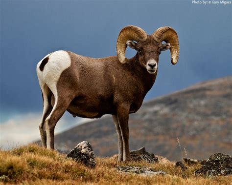 Interesting Facts About Bighorn Sheep Just Fun Facts