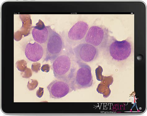 Nutritional management of canine allergic dermatitis pet obesity in a pandemic. VETgirl SAFE-TEC free veterinary CE webinar on clinical ...