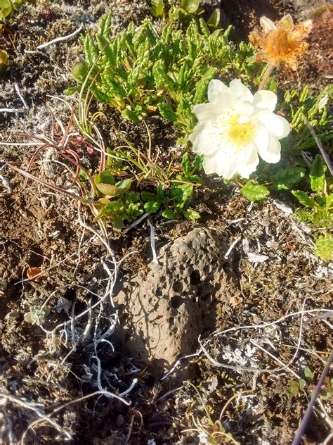 The National Flower Of Iceland Iceland Flowers Plants