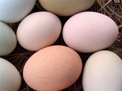 11 Breeds Of Chickens That Lay Pink Eggs