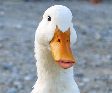 10 Ducks With Human Lips In 2021 Duck Pictures Animal Lover Duck