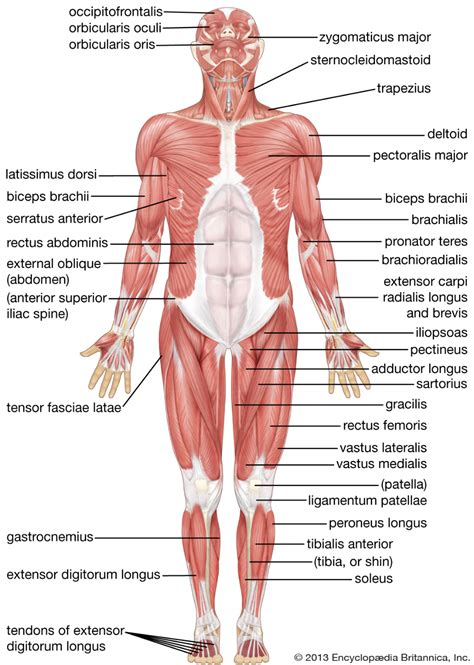 Human muscle system, the muscles of the human body that work the skeletal system, that are under voluntary control, and that are concerned with the following sections provide a basic framework for the understanding of gross human muscular anatomy, with descriptions of the large muscle groups. Human body | Human muscular system, Arm muscle anatomy ...