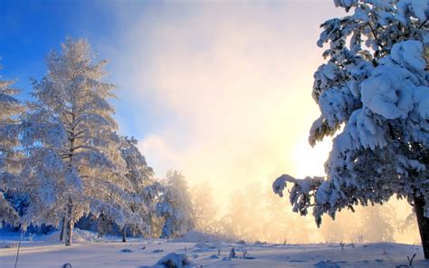 Nature Landscape Snow Forest Wallpapers Hd Desktop