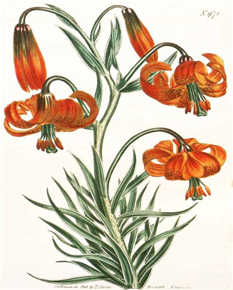 Free Printable Orange Botanical Art Simply Made By Rebecca