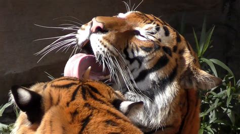 Tiger Love Licks Uhd 4k Fyv Youtube