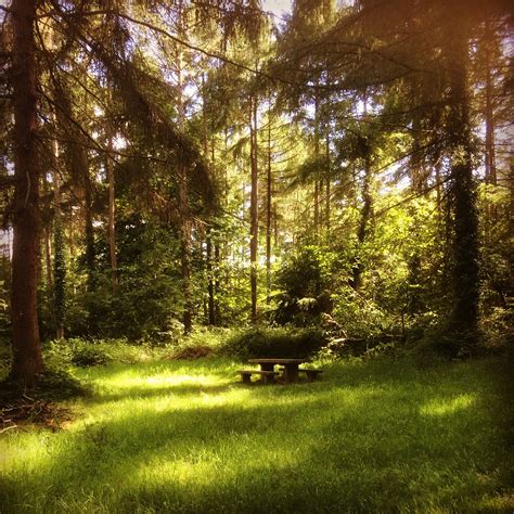 A Park Bench In The Middle Of A Grassy Area Surrounded By Tall Trees